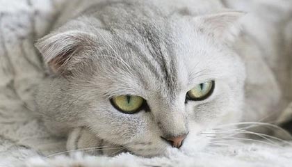 成品油：原油带动或上涨，上调幅度达535元/吨