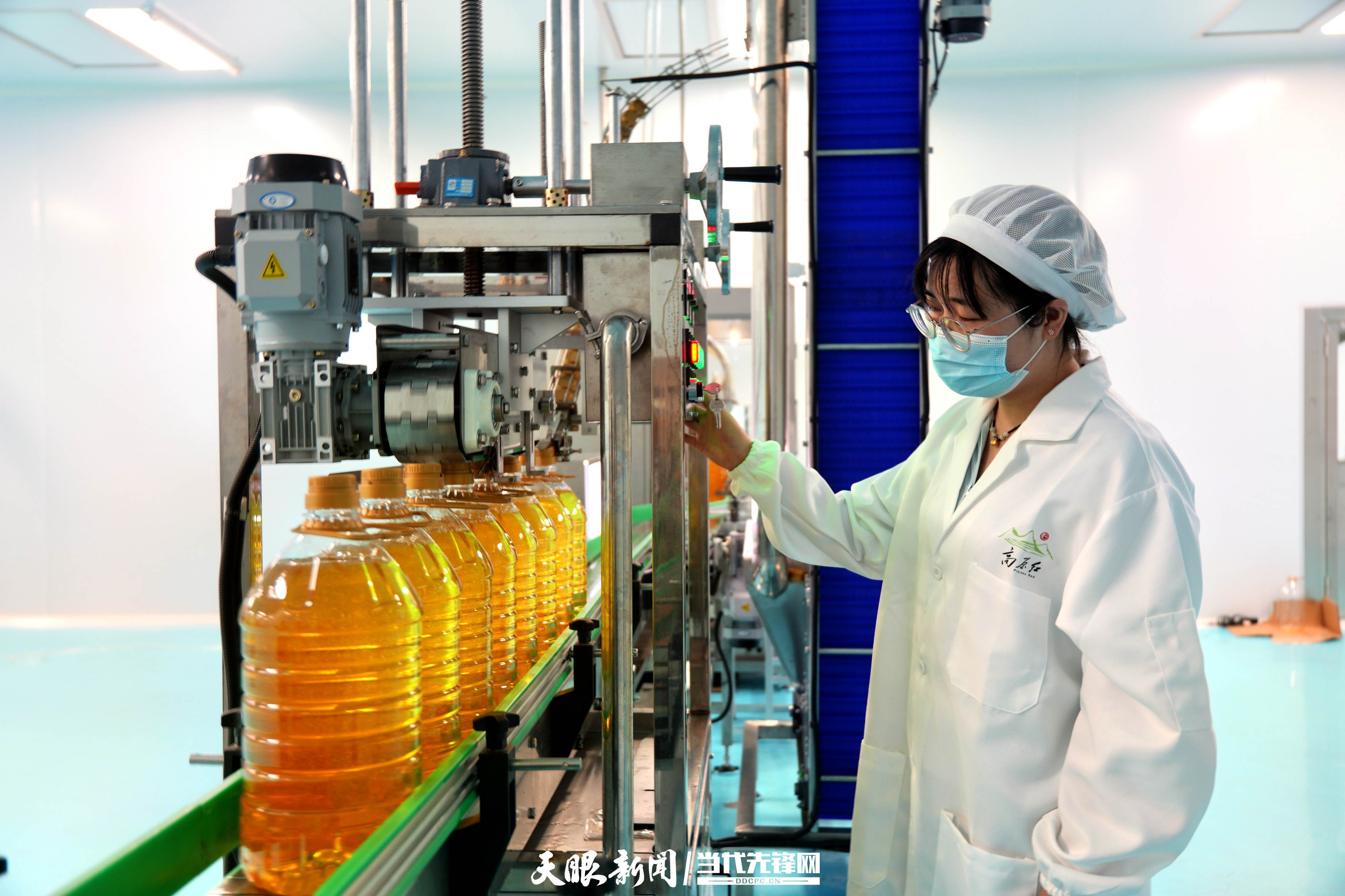 威宁：高原油香飘四方