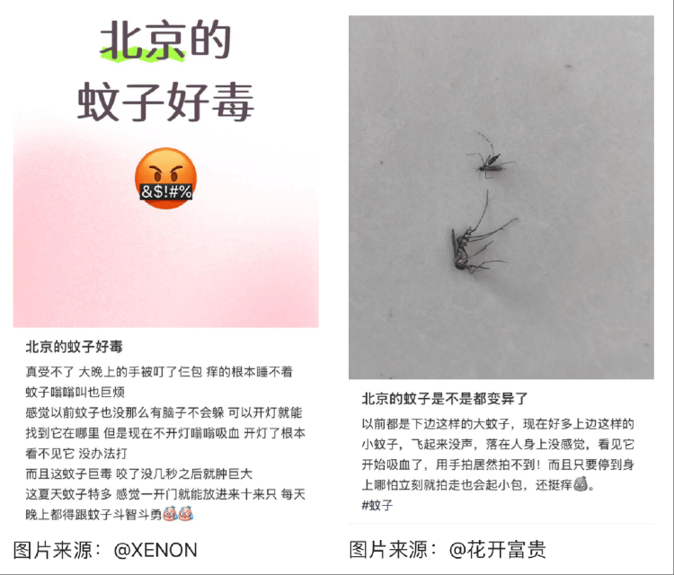 全球“最毒”的蚊子,为何批量北上