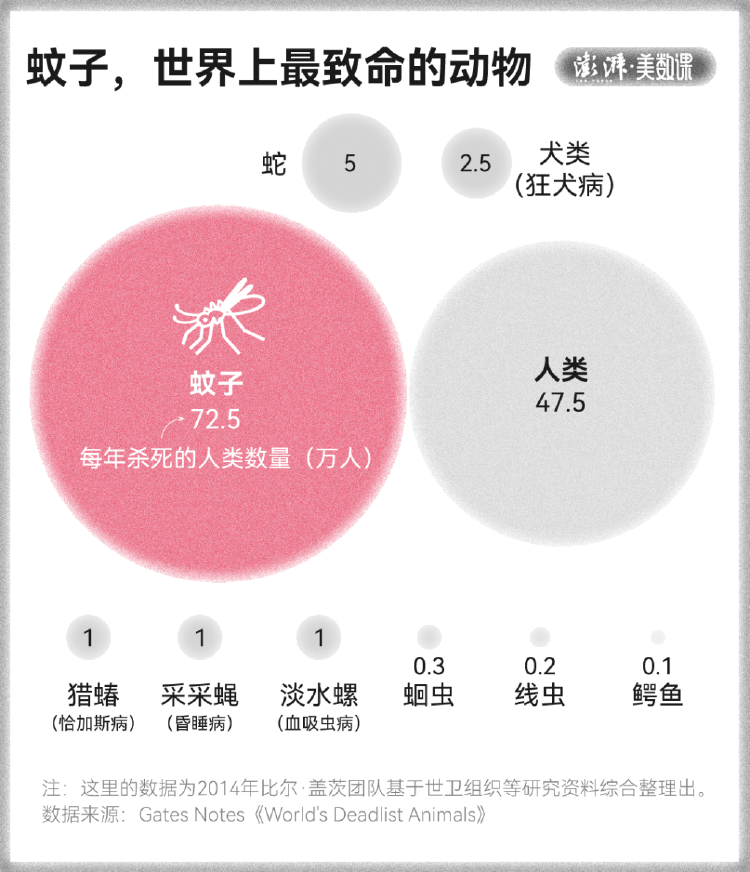 全球“最毒”的蚊子,为何批量北上