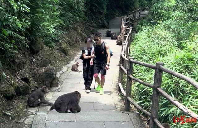 揭秘峨眉山陪爬团队:已陪爬千名游客九成为女性,不会主动拉背扛抱,主要保障安全