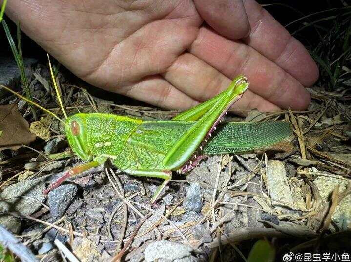 点虫成金!合肥发现最大蝗虫,约成人手掌大小!专家称其肉质丰满可油炸食用