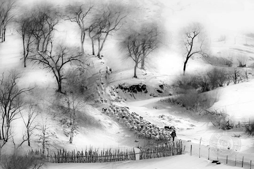 中国摄影网获29个奖项,2025年俄罗斯第3届大欧亚四地巡回摄影展(单色组)获奖公布