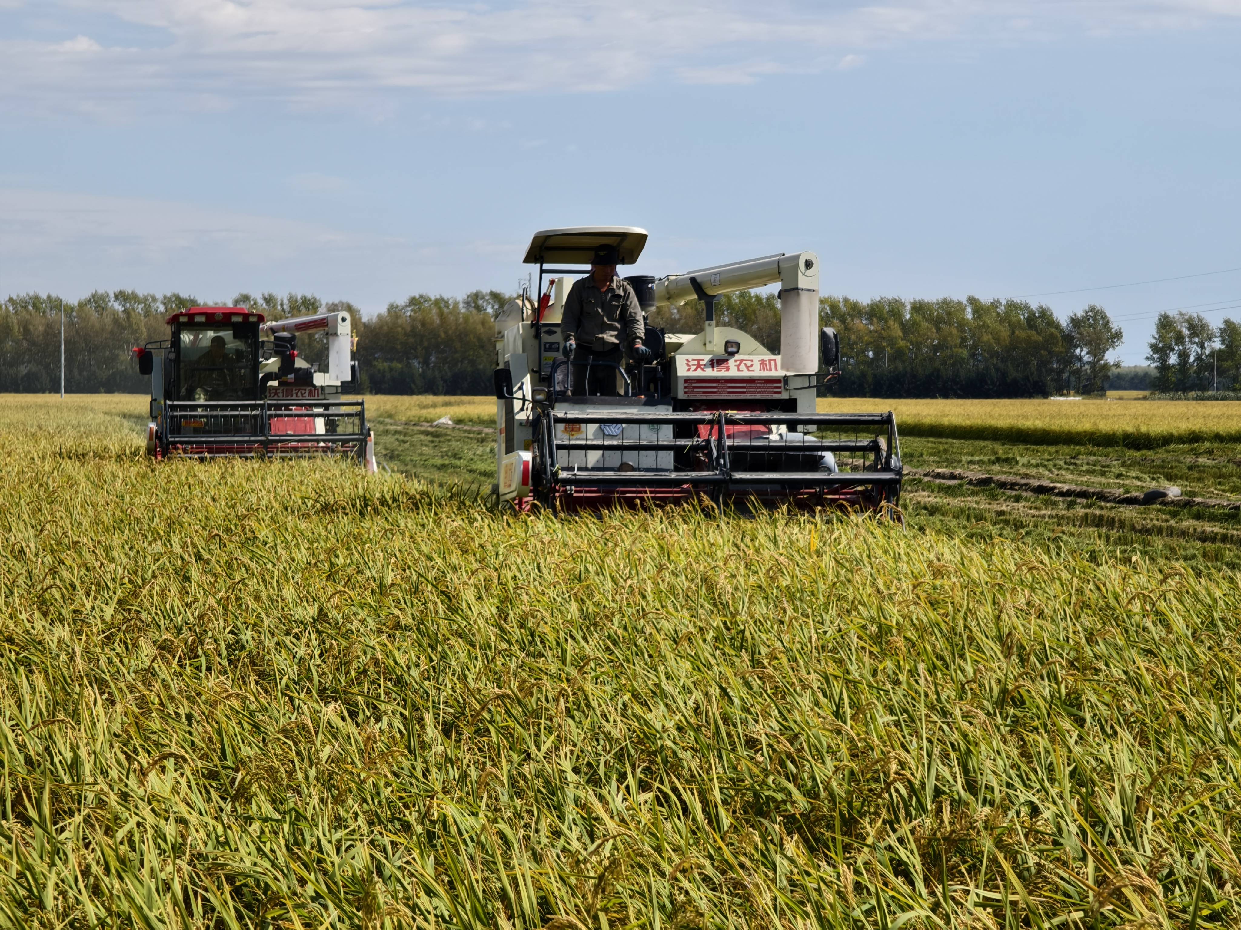 北大荒股票(北大荒股票可以长期持有吗) 北大荒股票(北大荒股票可以长期持有吗)
